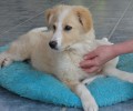Γιάτρεψαν τον σκύλο που βρέθηκε χτυπημένος από αυτοκίνητο στην Σαρωνίδα Αττικής